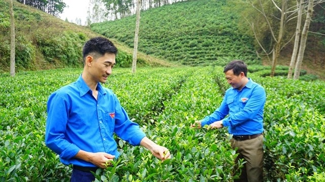 HTX Phú Đô là một trong những mô hình kinh tế tập thể tiêu biểu
