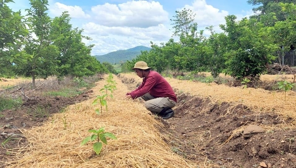 Anh Hòa trồng nhiều cây ngắn ngày xen canh để tăng thu nhập
