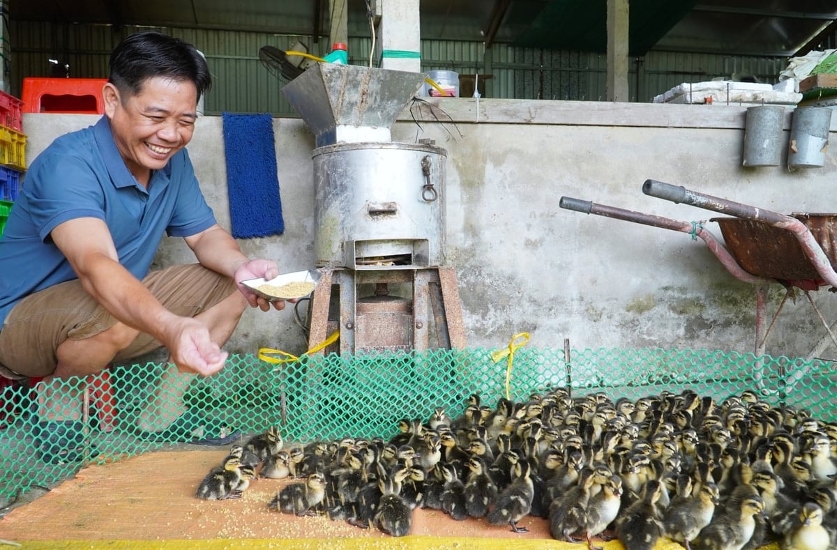 anh Lê Vũ Phương đã phát triển được chuỗi liên kết từ cung ứng con giống đến tạo đầu ra cho vịt trời thương phẩm