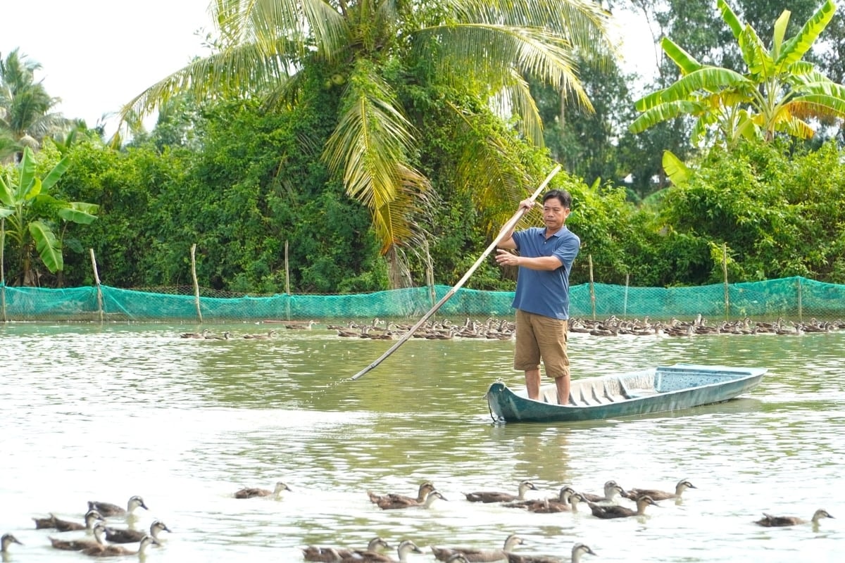 Cơ sở nuôi vịt trời của anh Lê Vũ Phương