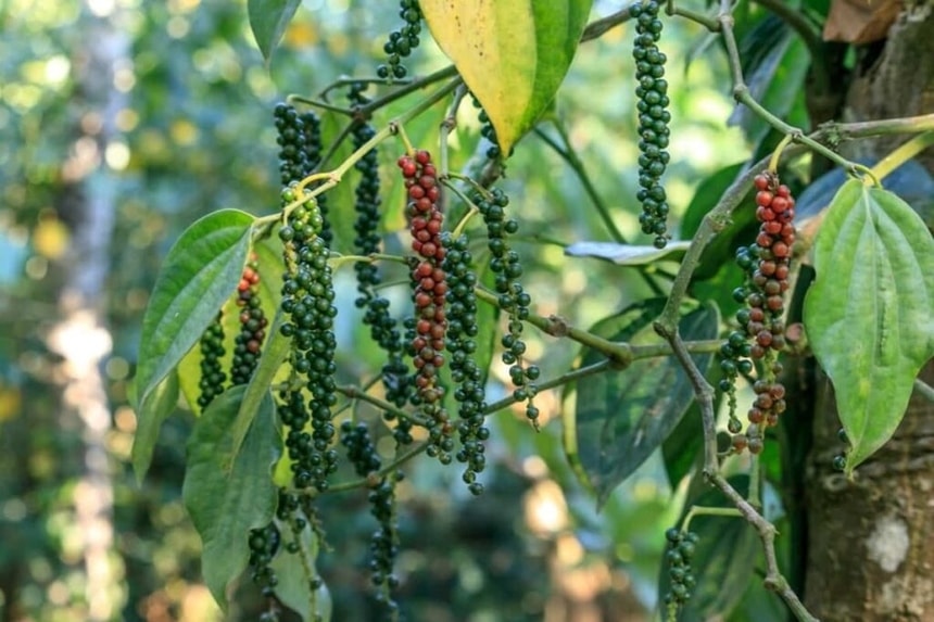 hồ tiêu 14-8