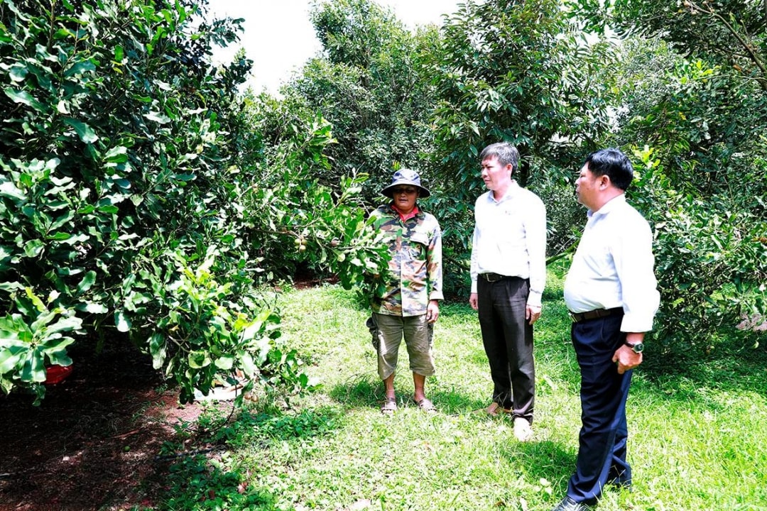Lãnh đạo xã Phú Xuân thăm mô hình trồng mắc ca của gia đình ông Đinh Tất Thắng (1)