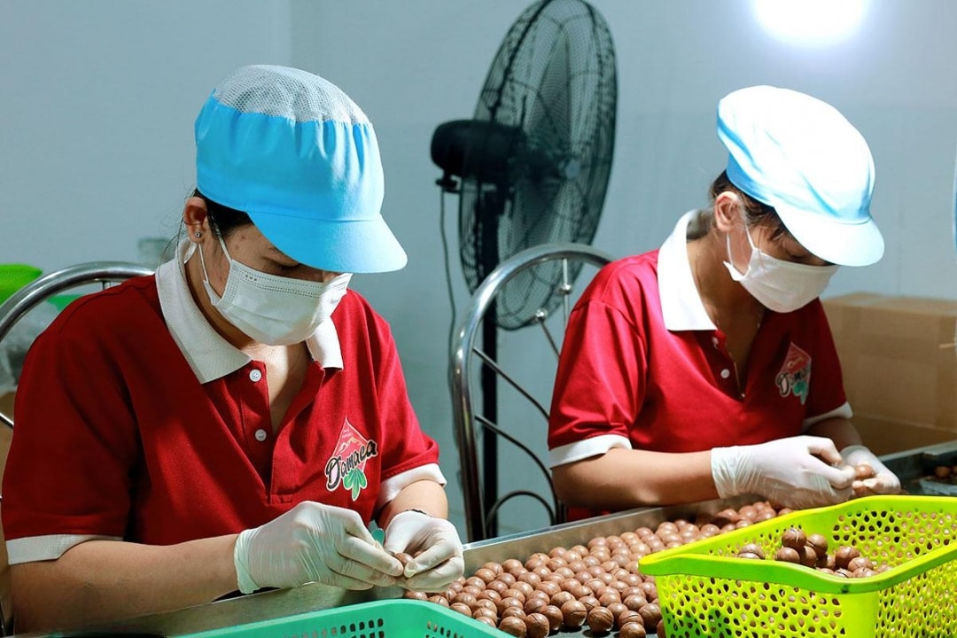 Nhân công đang sơ chế và chế biến hạt mắc ca (1)