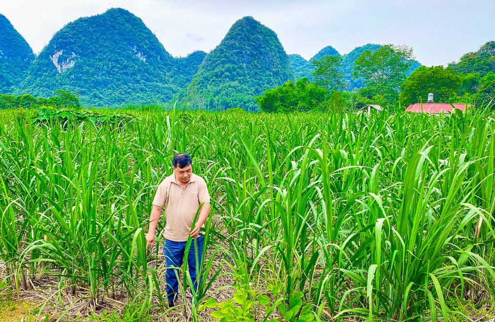 Mía là cây trồng chủ lực, giúp người nông dân có cuộc sống khấm khá tại xã Phục Hòa