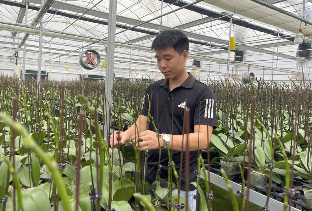 Mô hình trồng hoa lan Hồ Điệp ứng dụng công nghệ cao của anh Lý Bá Thể, xã Phụng Công