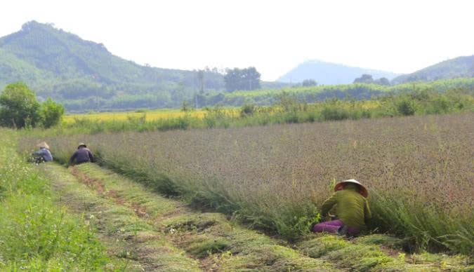 Cây nhân trần mang lại thu nhập tốt hơn so với việc trông lúa