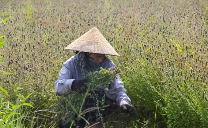 Nông dân đi thu hoạch nhân trần vào mùa
