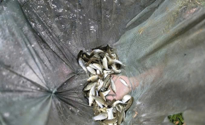Cá Dốc giống nhà ông Khường