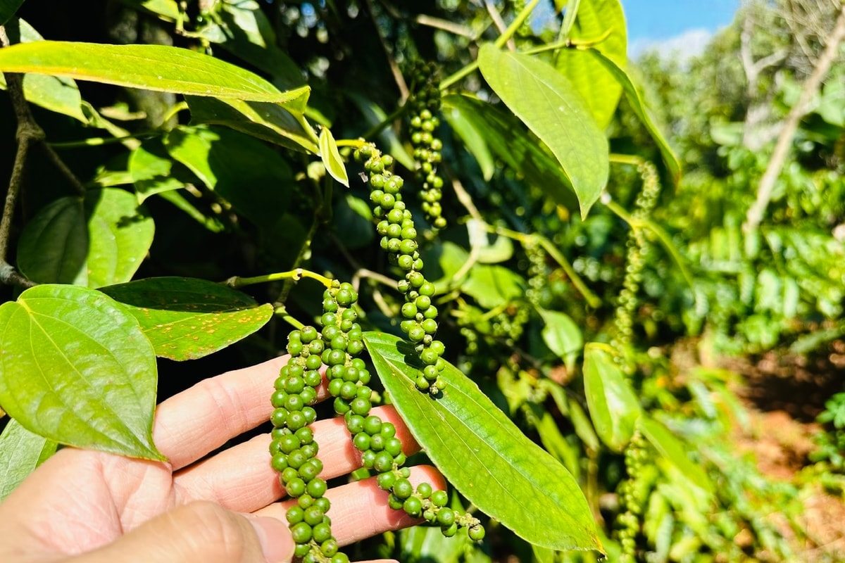 hồ tiêu 19-8