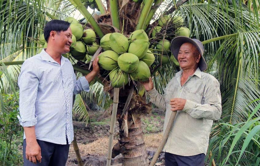 Ông Kim Sô Phiếp (bên trái) và ông Kim Văn Thành trao đổi bên vườn dừa hữu cơ