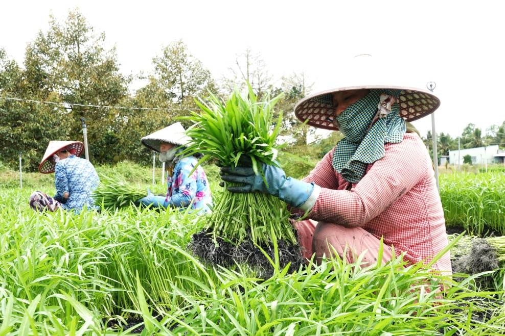 Mô hình của ông Bi tạo nhiều việc làm cho người dân địa phương
