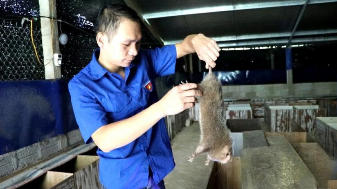Nhiều người nuôi dúi để phát triển kinh tế gia đình (1)