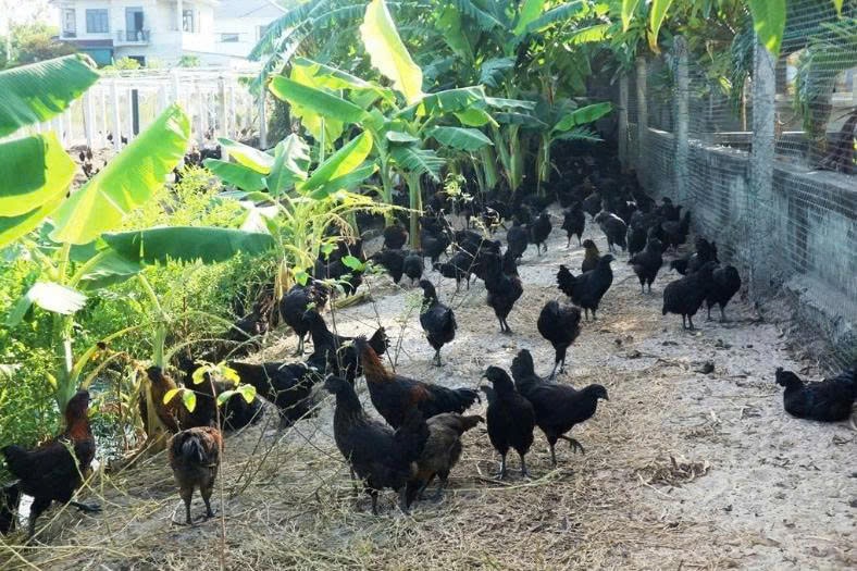 Nơi nuôi gà nhà chị Trang