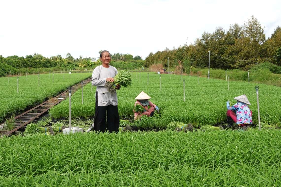 Ông Bi ở vườn rau nhà mình
