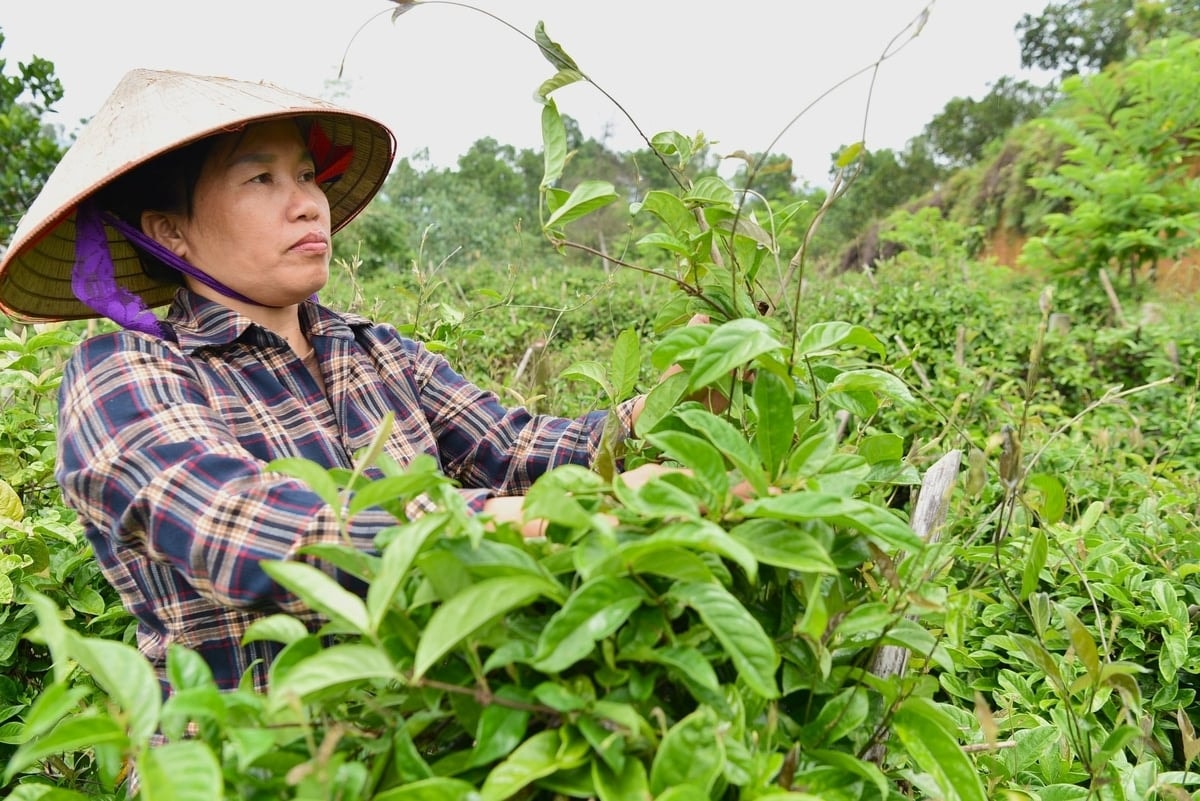Chị Trần Thị Hiền