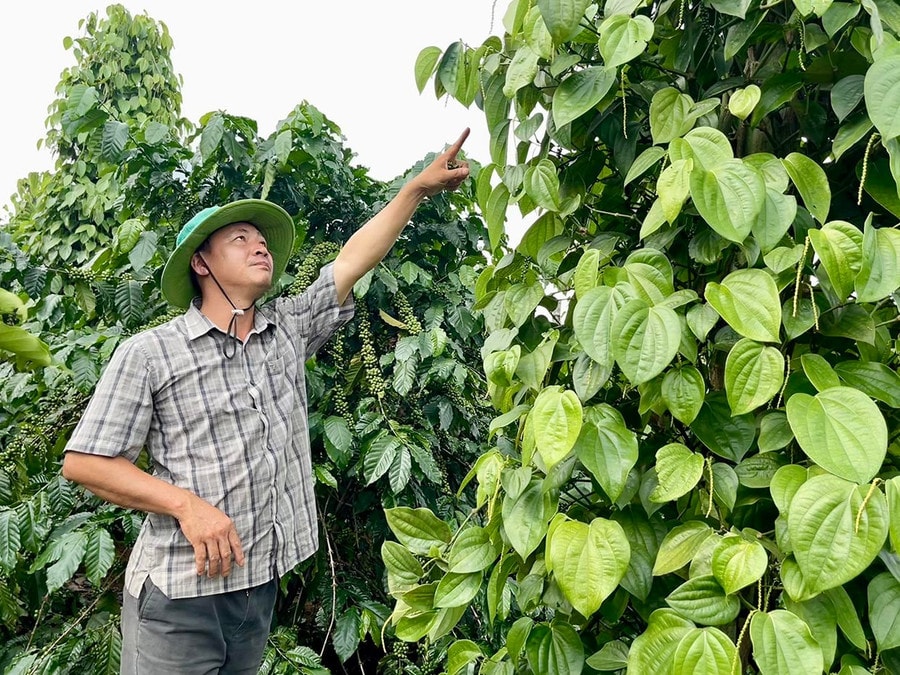 Anh Cù Quốc Hùng tại vườn tiêu trái vụ của mình