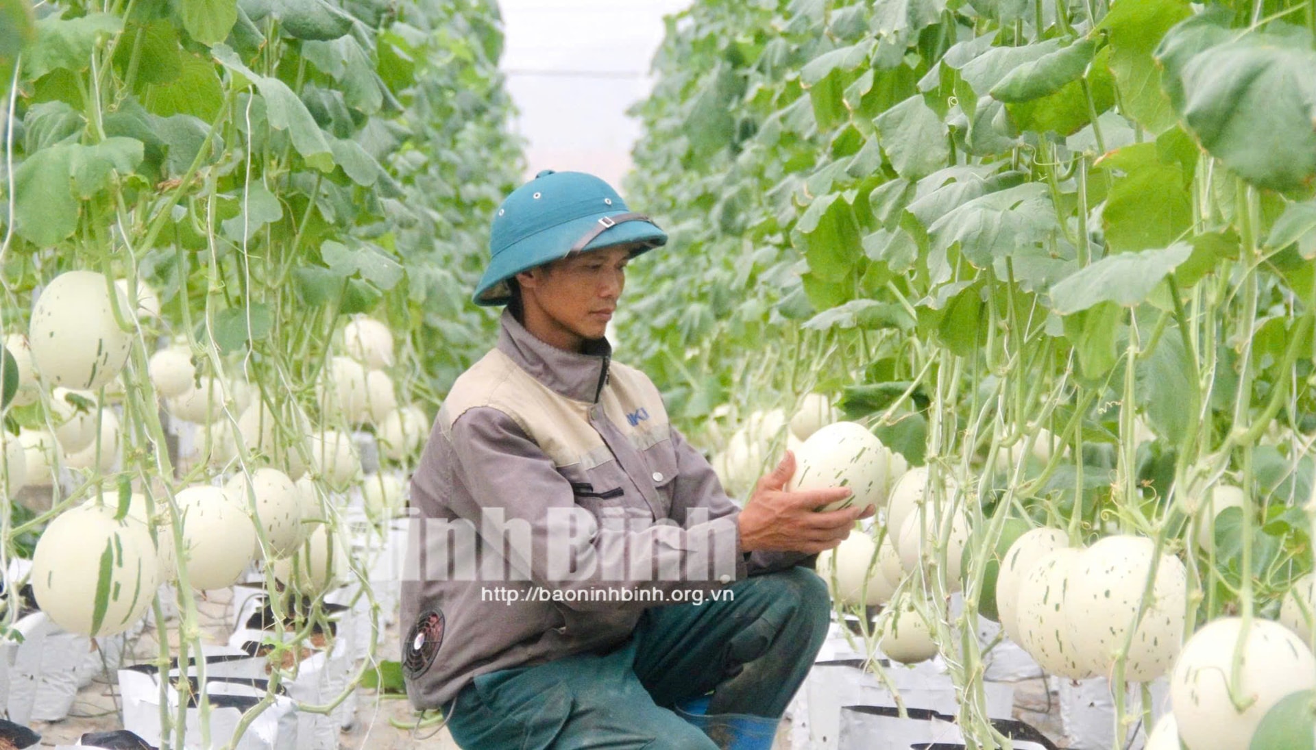 quy trình chăm sóc, bảo đảm dưa sinh trưởng, phát triển tốt