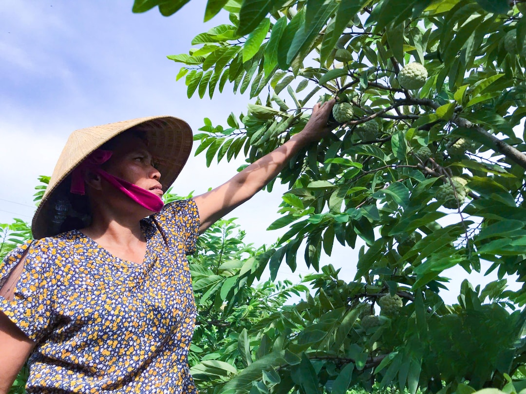 Bà Vân đang đi kiểm tra những trái na trong vườn nhà