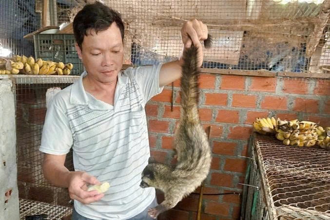 Nuôi chồn mang lại nguồn thu nhập tốt cho gia đình anh Sơn