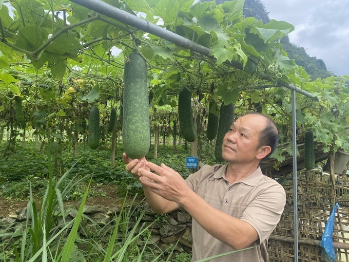 Ông Chì tại vườn bí nhà mình