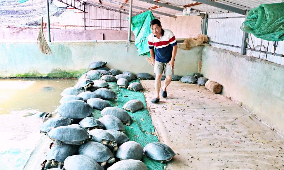 Nơi nuôi càng đước nhà anh Đoàn