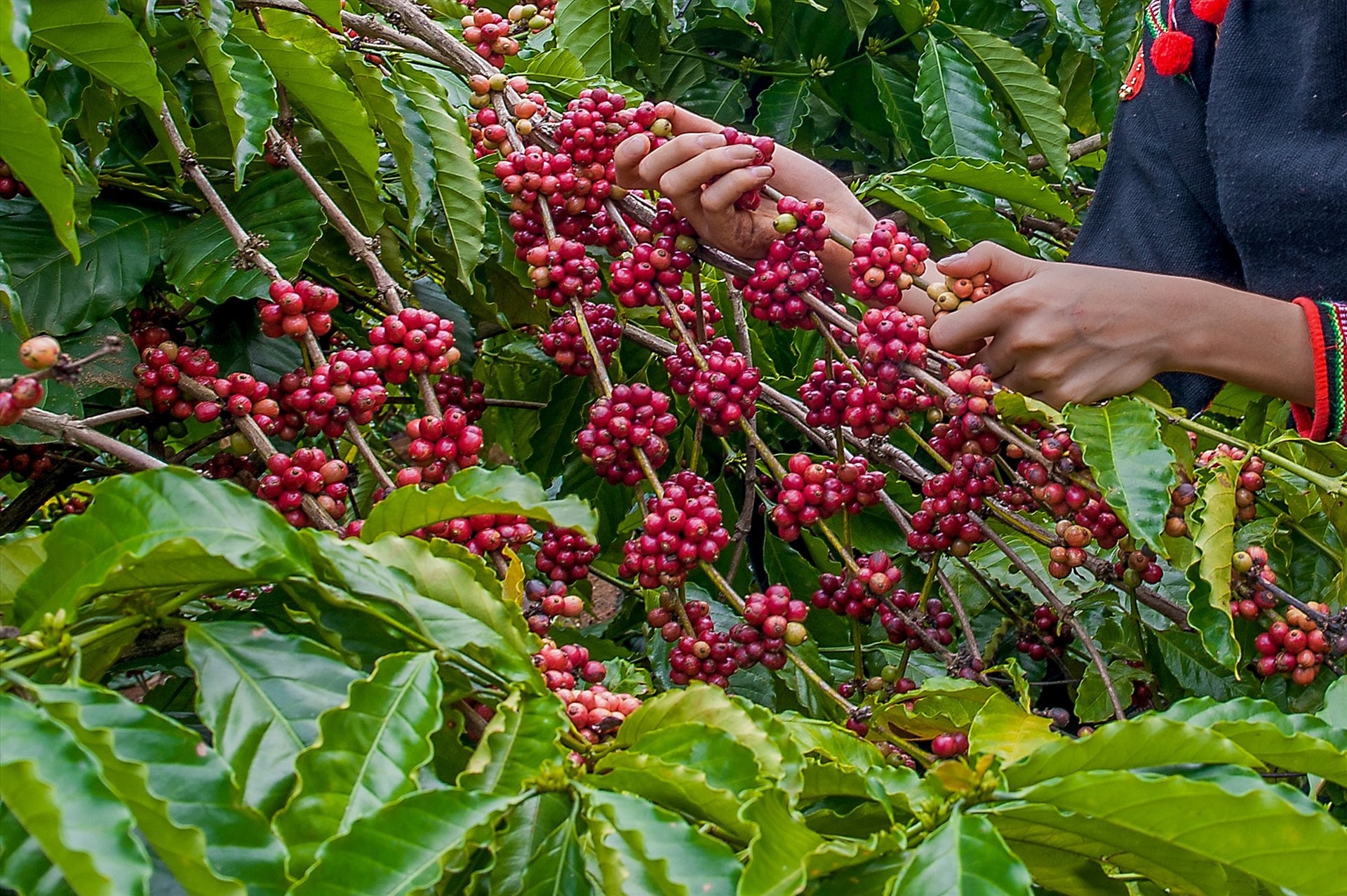 cà phê tăng
