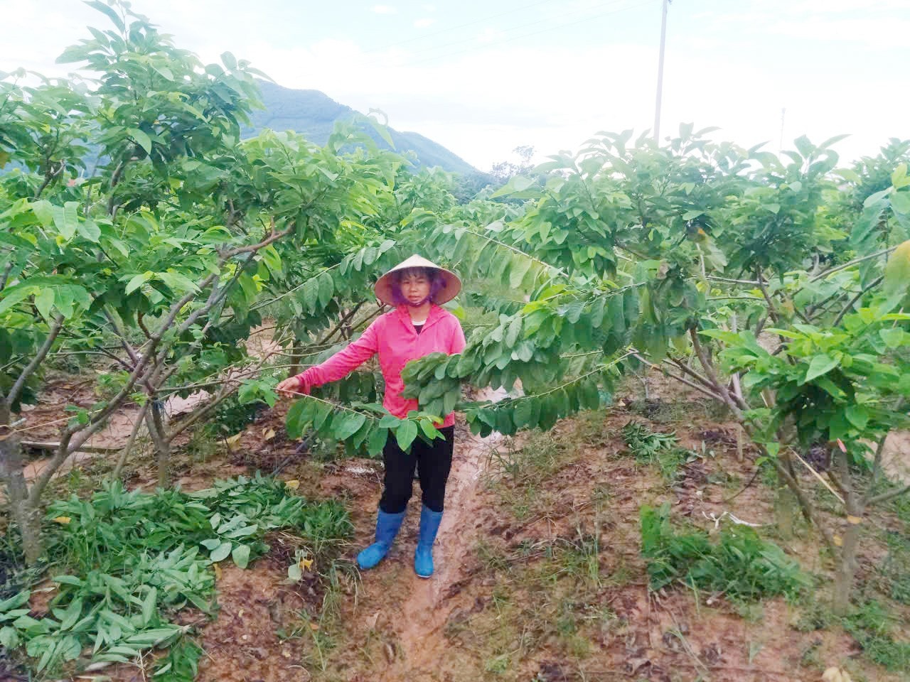 Chị Phúc tại vườn na nhà trồng