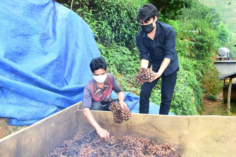 Người nông dân đang sấy quả