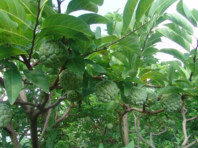 Trồng na
