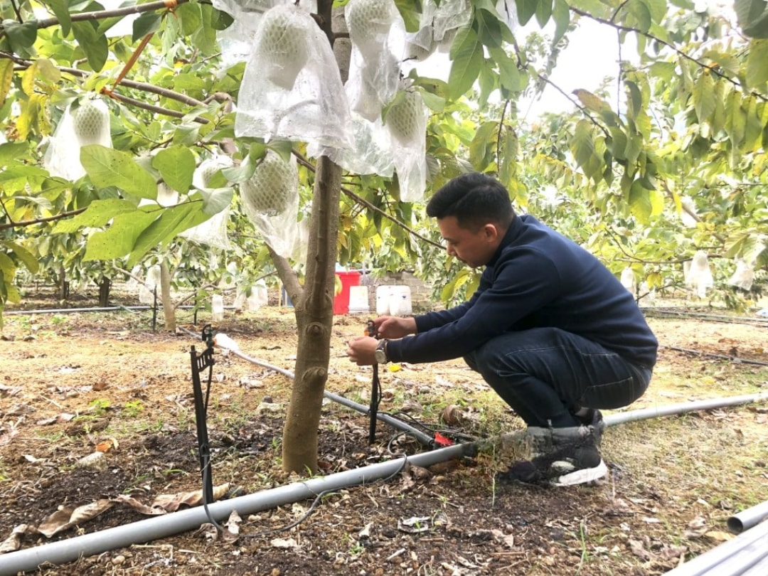 mô hình tưới nhỏ giọt trong canh tác tại xã Cai Kinh (1)