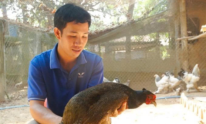 Anh Tín giới thiệu về giống chim trĩ