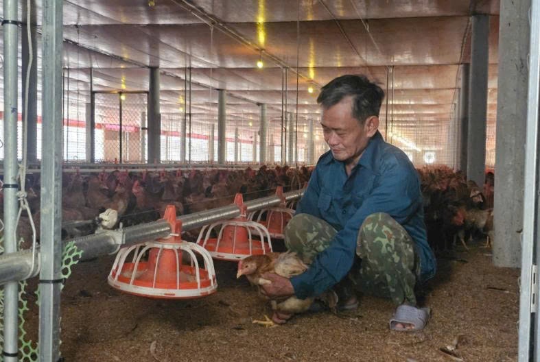 Ông Khoa luôn đảm bảo an toàn, phòng dịch cho đàn gà