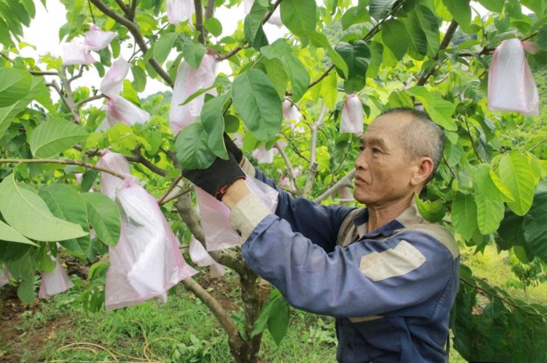 Người nông dân đang chăm sóc cây na (1)