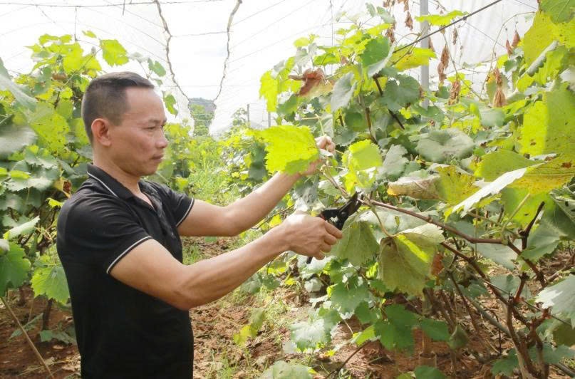 Nông dân phường Mộc Châu trồng nho trong nhà lưới