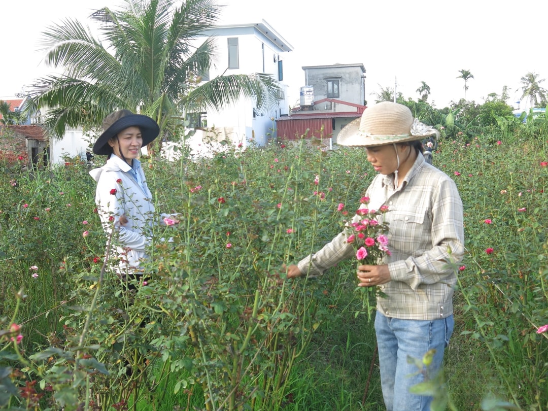 Cán bộ khuyến nông Hải Phòng hướng dẫn kỹ thuật cho nông dân trồng hoa (1)