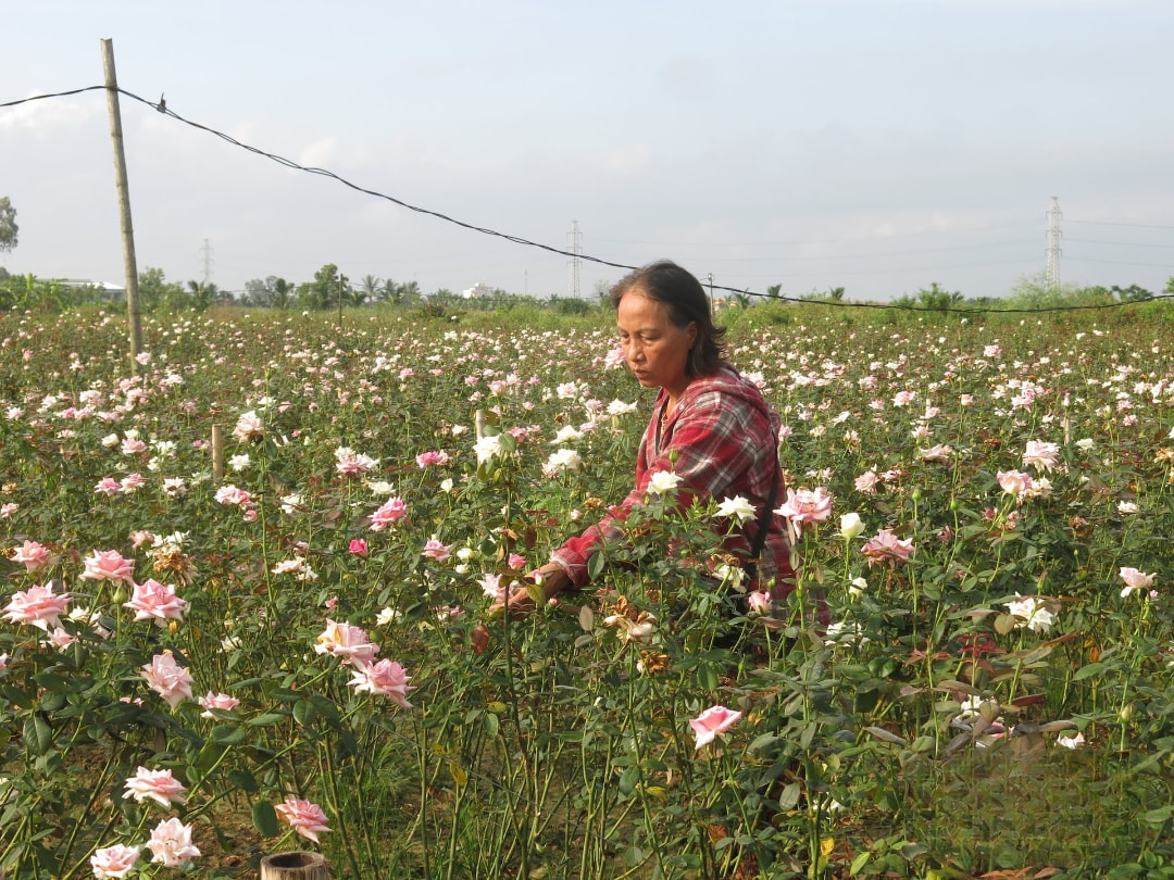 Hộ dân ở Hạ Lũng thuê đất thuần nông để trồng hoa hồng (1)