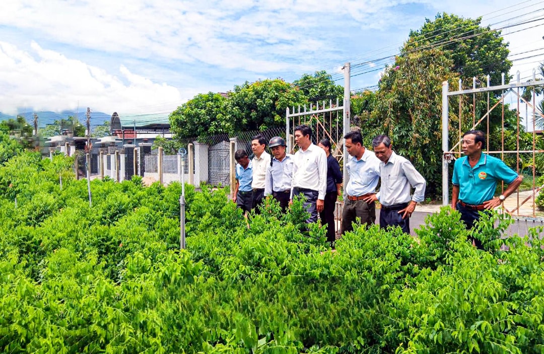 Mô hình liên kết trồng rau bồ ngót giá trị kinh tế cao tại xã Diên Thọ (1)