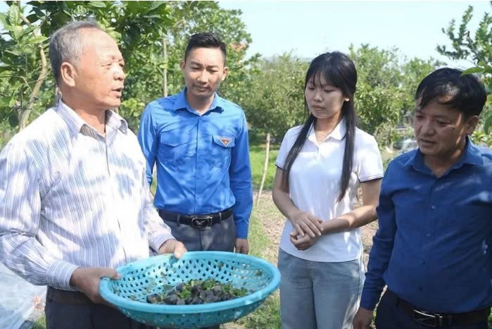 Mô hình nuôi ốc nhồi của hộ ông Trần Văn Huyền, ở thôn Lập Phương, xã Đại Xuyên