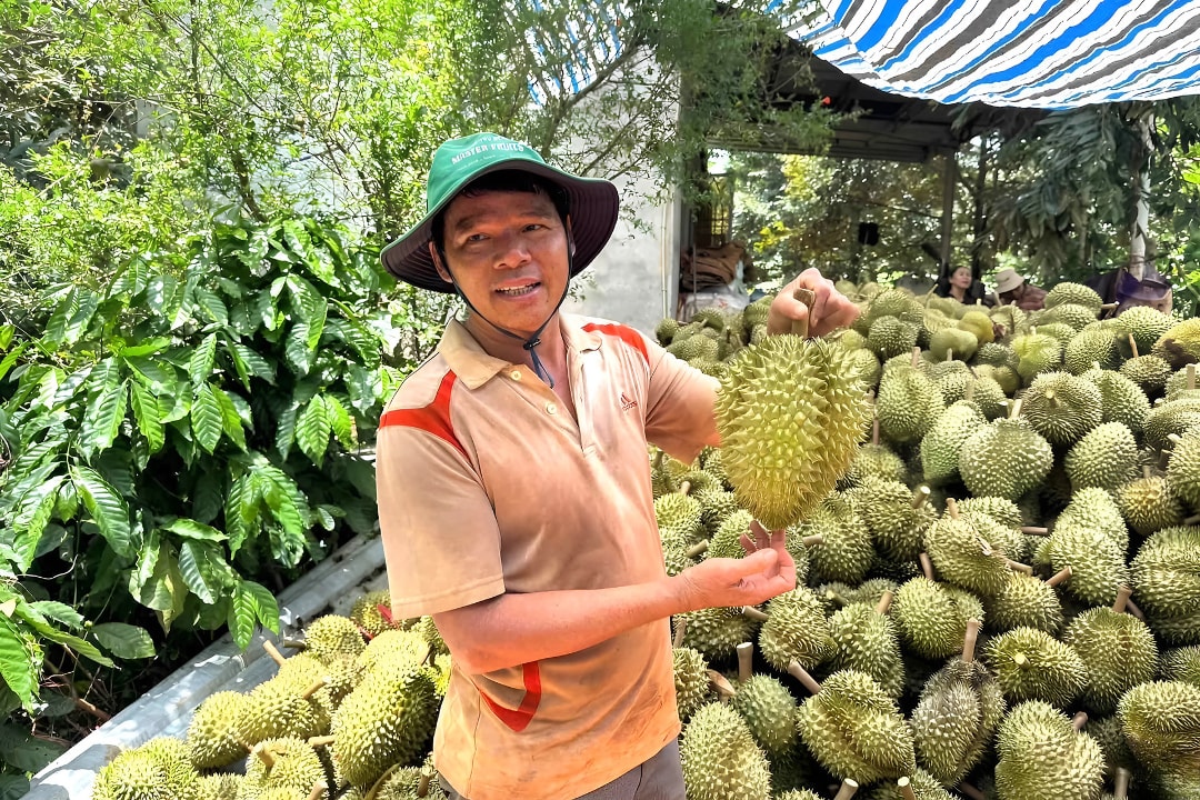 Ông Lê Công Lộc đang giới thiệu về trái sầu riêng (1)