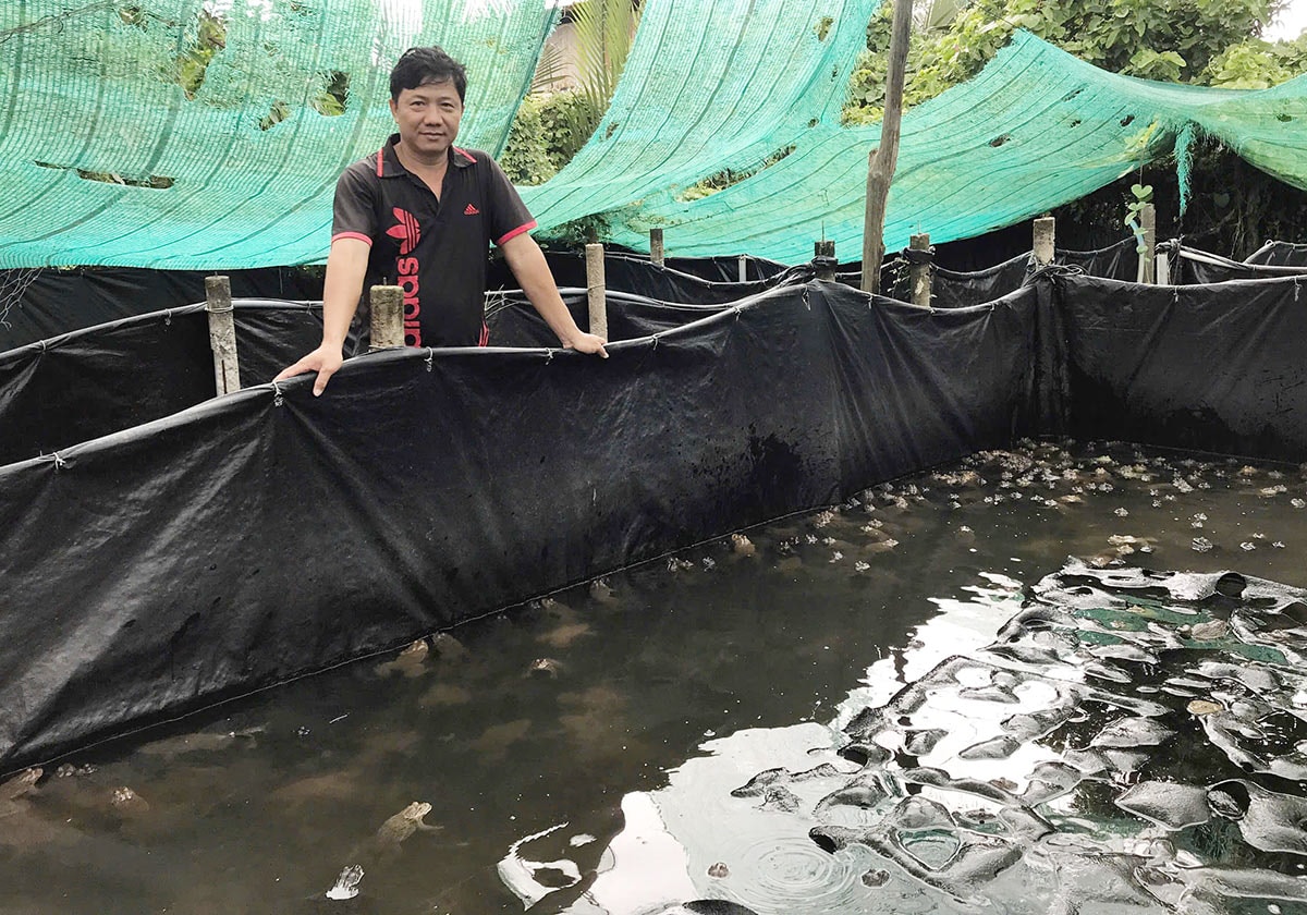 Anh Trần Minh Hải bên bể ếch thương phẩm