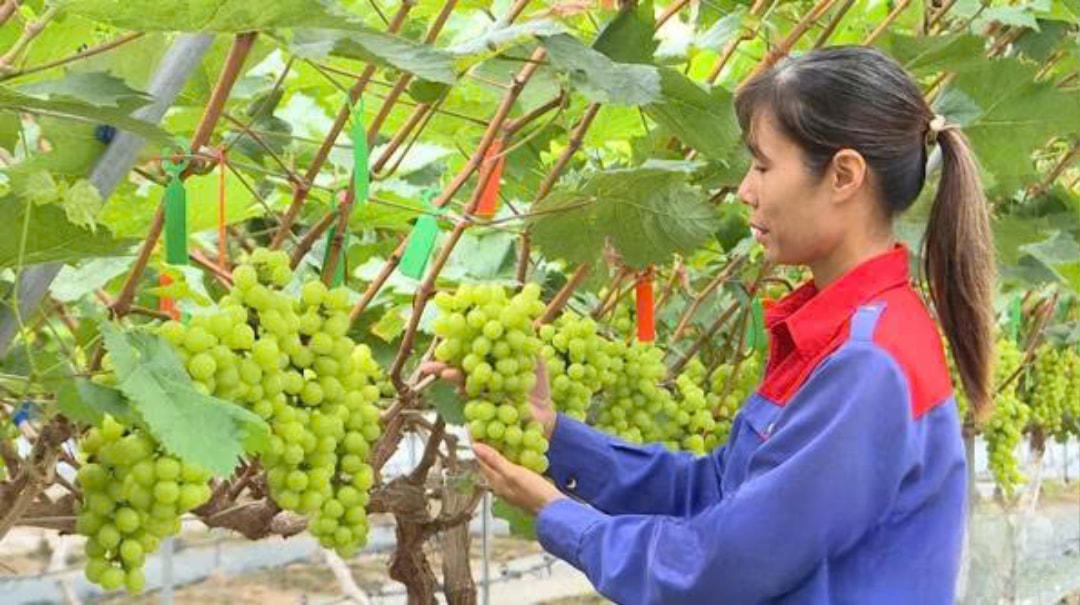 Những chùm nho được chăm sóc tốt, có chất lượng cao (1)