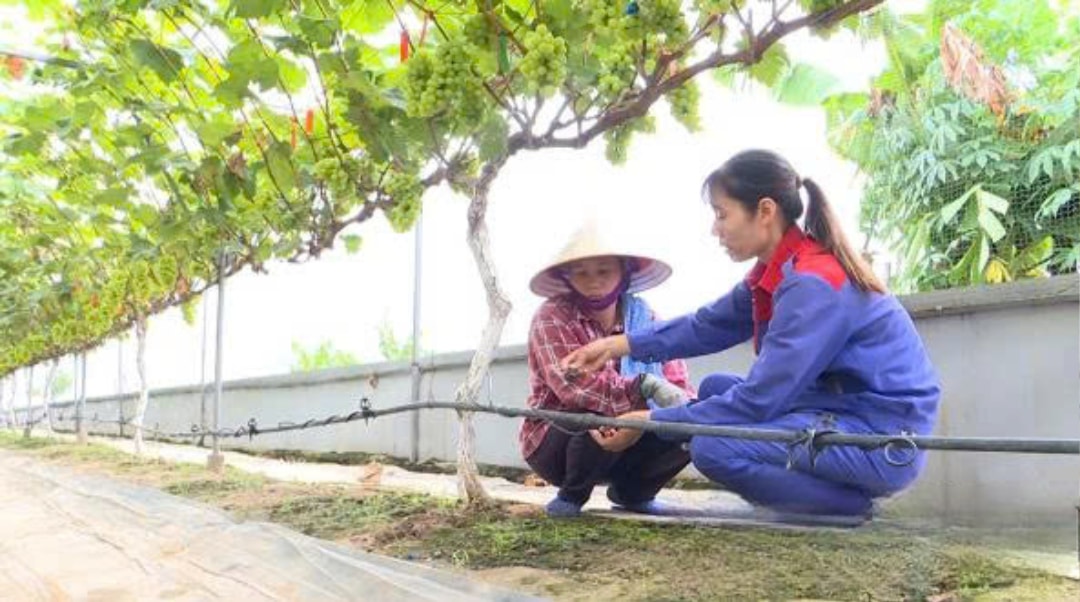 Nông trại Đào Gia Trang sử dụng hệ thống sản xuất hiện đại (1)