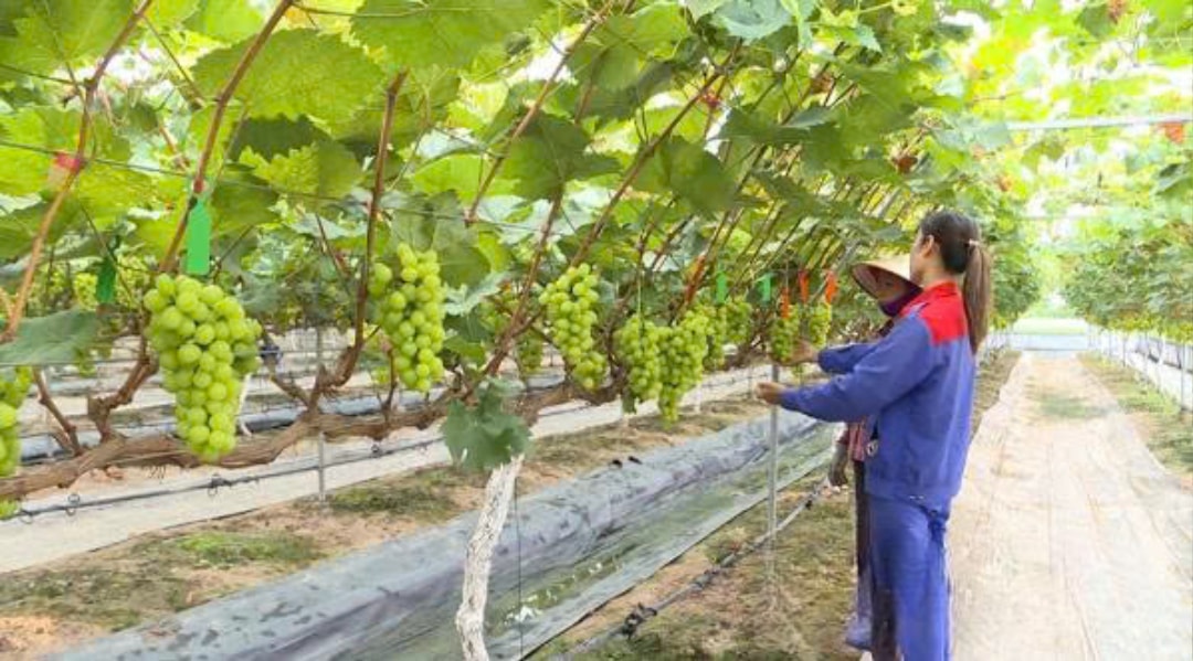 Vườn nho tại Đào Gia Trang (1)