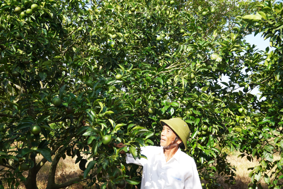 Ông Bế Văn Mai ở vườn cam