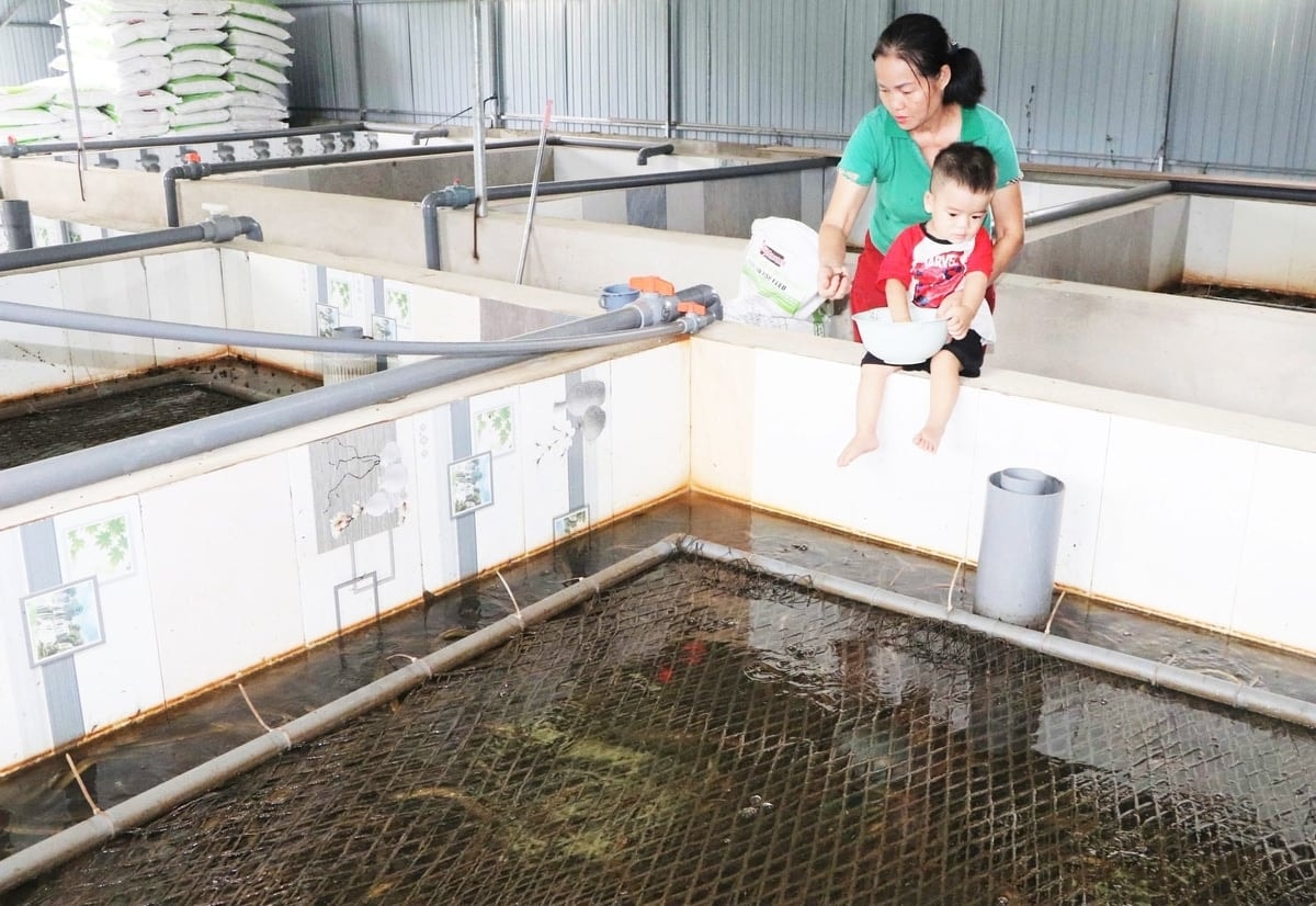 Chị Thương và mô hình nuôi lươn của mình