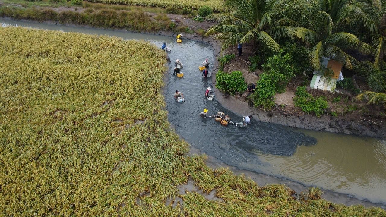 Nông dân Cà Mau thu hoạch tôm