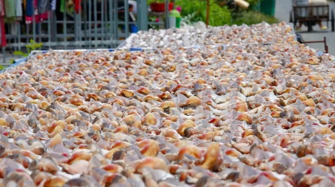 Cá sẽ được phơi khô tự nhiên