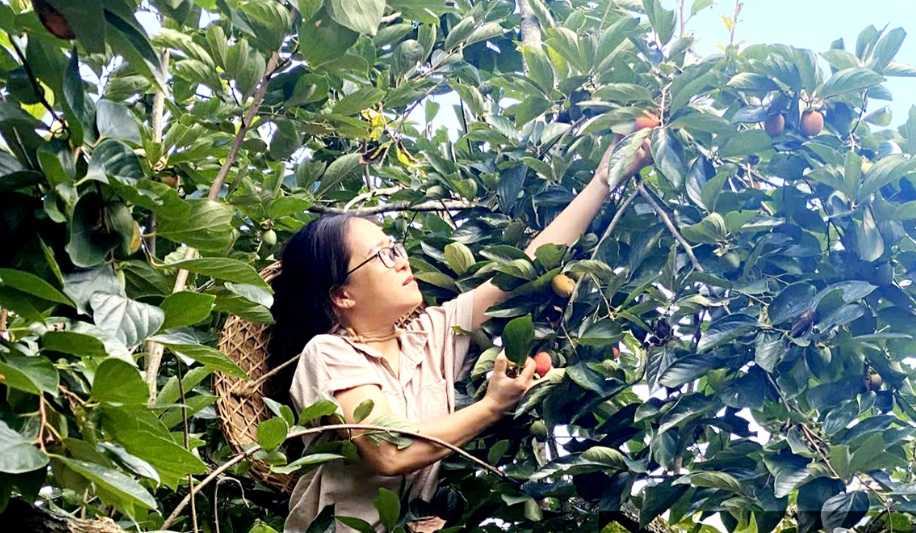 Người nông dân đang thu hoạch hồng