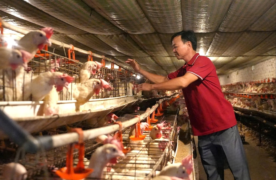 Trang trại gà của ông Sơn