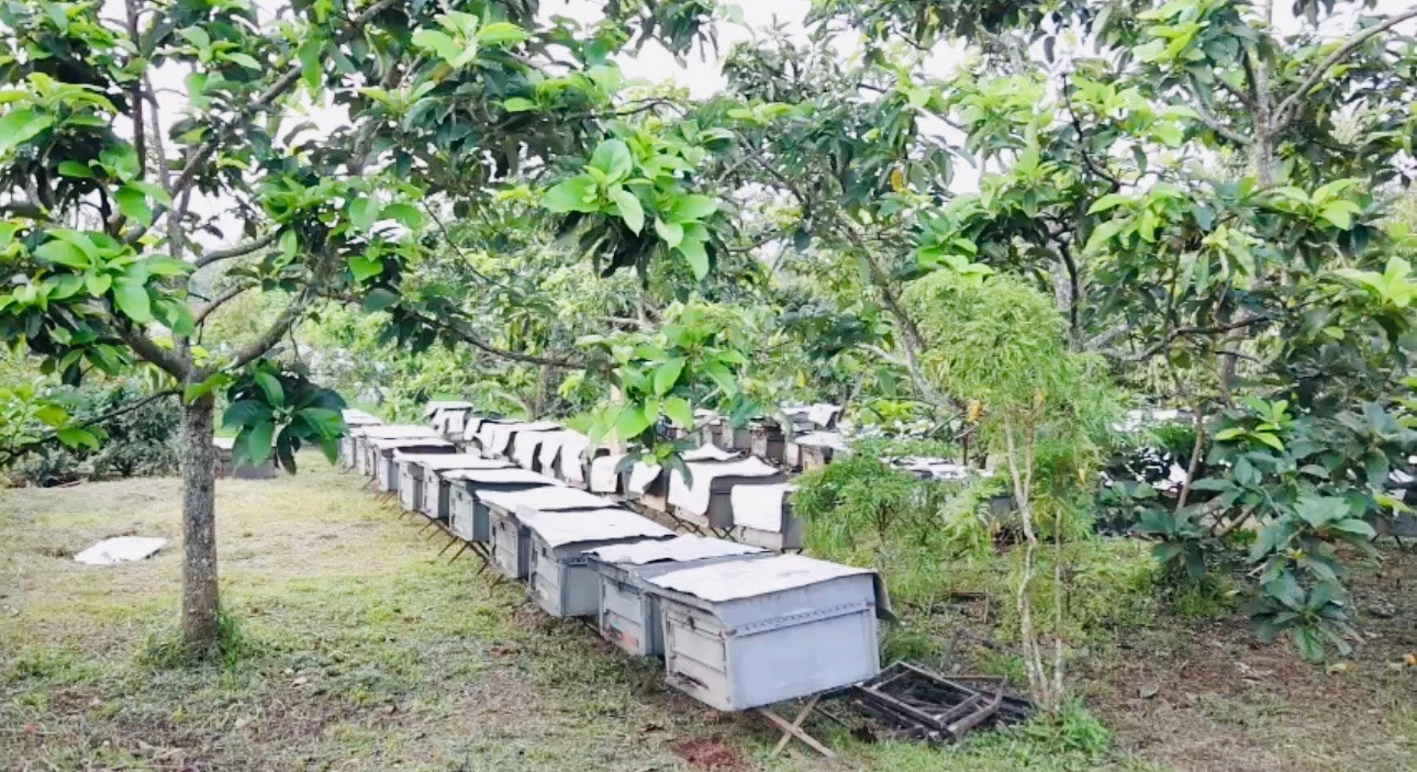 Khu vực nuôi ong
